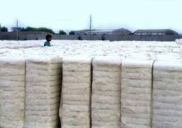 Organic Cotton Bales